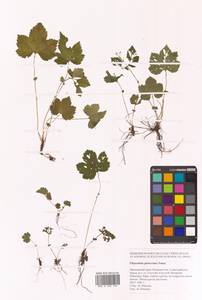 Filipendula glaberrima (Nakai) Nakai, Siberia, Russian Far East (S6) (Russia)