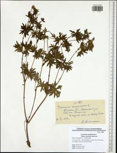 Geranium sanguineum L., Eastern Europe, Central region (E4) (Russia)