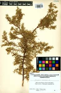 Juniperus communis L., Siberia, Baikal & Transbaikal region (S4) (Russia)