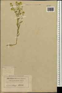 Alyssum hirsutum M. Bieb., Caucasus, Stavropol Krai, Karachay-Cherkessia & Kabardino-Balkaria (K1b) (Russia)