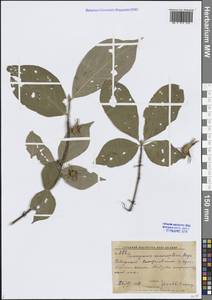Euonymus macropterus Rupr., Siberia, Russian Far East (S6) (Russia)