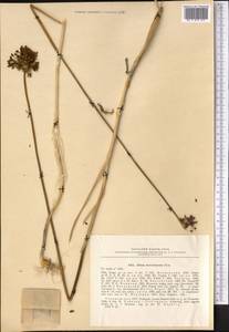 Allium atroviolaceum Boiss., Middle Asia, Kopet Dag, Badkhyz, Small & Great Balkhan (M1) (Turkmenistan)