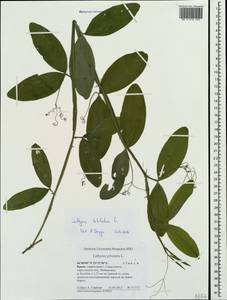 Lathyrus latifolius L., Crimea (KRYM) (Russia)
