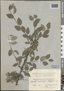 Prunus cerasifera Ehrh., Eastern Europe, North Ukrainian region (E11) (Ukraine)