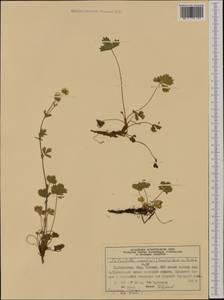 Potentilla crantzii (Crantz) Beck, Western Europe (EUR) (Norway)