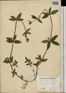Galium amurense Pobed., Siberia, Russian Far East (S6) (Russia)