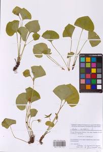 Viola mirabilis L., Eastern Europe, Moscow region (E4a) (Russia)