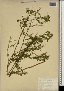 Chrysojasminum fruticans (L.) Banfi, South Asia, South Asia (Asia outside ex-Soviet states and Mongolia) (ASIA) (Turkey)