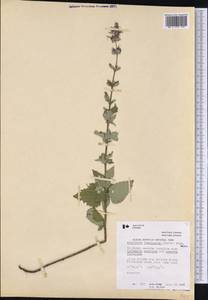 Agastache foeniculum (Pursh) Kuntze, America (AMER) (Canada)