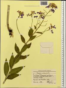Hesperis matronalis L., Caucasus, Stavropol Krai, Karachay-Cherkessia & Kabardino-Balkaria (K1b) (Russia)