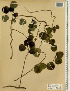 Stephania abyssinica (Quart.-Dill. & A. Rich.) Walp., Africa (AFR) (Ethiopia)