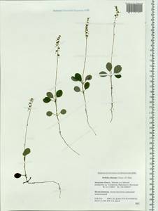 Orthilia secunda (L.) House, Siberia, Russian Far East (S6) (Russia)