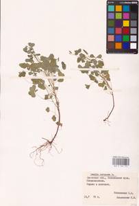 Oxalis stricta L., Eastern Europe, Belarus (E3a) (Belarus)