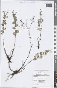 Potentilla argentea L., Eastern Europe, North-Western region (E2) (Russia)