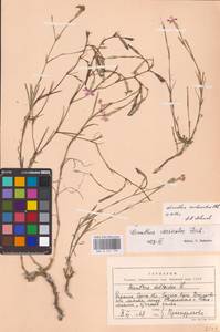 Dianthus carbonatus Klokov, Eastern Europe, South Ukrainian region (E12) (Ukraine)