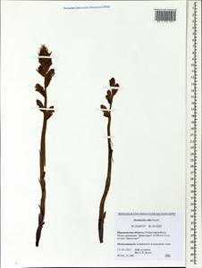 Orobanche alba, Eastern Europe, Central forest-and-steppe region (E6) (Russia)