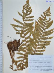 Dryopteris crassirhizoma Nakai, Siberia, Russian Far East (S6) (Russia)