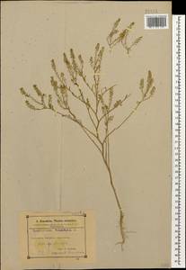 Lepidium ruderale L., Caucasus, Azerbaijan (K6) (Azerbaijan)