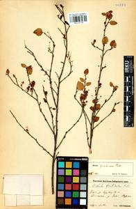 Betula fruticosa Pall., Siberia, Baikal & Transbaikal region (S4) (Russia)
