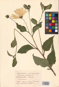 Helianthus tuberosus L., Eastern Europe, Moscow region (E4a) (Russia)