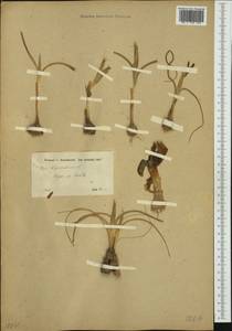 Moraea sisyrinchium (L.) Ker Gawl., South Asia, South Asia (Asia outside ex-Soviet states and Mongolia) (ASIA) (Syria)