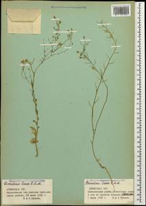 Camelina laxa C. A. Mey., Caucasus, Armenia (K5) (Armenia)