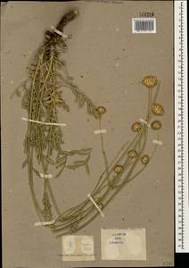 Cephalaria media Litv., Caucasus (no precise locality) (K0)