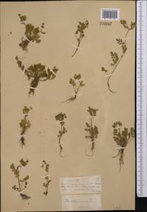 Potentilla supina L., Middle Asia, Muyunkumy, Balkhash & Betpak-Dala (M9) (Kazakhstan)