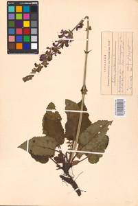 MHA 0 156 268, Salvia pratensis L., Eastern Europe, Central forest-and-steppe region (E6) (Russia)