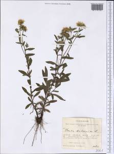 Pentanema britannicum (L.) D. Gut. Larr., Santos-Vicente, Anderb., E. Rico & M. M. Mart. Ort., Siberia, Western Siberia (S1) (Russia)