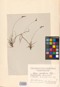 Carex ericetorum Pollich, Eastern Europe, Moscow region (E4a) (Russia)