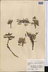 Saussurea gnaphalodes (Royle) Sch. Bip., Middle Asia, Pamir & Pamiro-Alai (M2) (Kyrgyzstan)