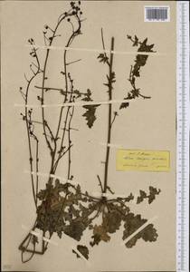 Verbascum daenzeri (Fauché & Chaub.) Kuntze, Western Europe (EUR) (Greece)