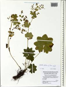 Alchemilla baltica Sam. ex Juz., Eastern Europe, North-Western region (E2) (Russia)