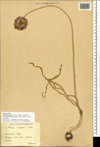 Allium decipiens subsp. quercetorum Seregin, Crimea (KRYM) (Russia)