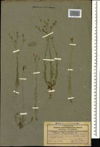 Linum tenuifolium L., Caucasus, Dagestan (K2) (Russia)