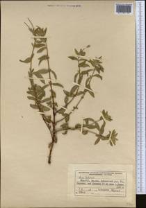 Epilobium, Middle Asia, Northern & Central Tian Shan (M4) (Kyrgyzstan)