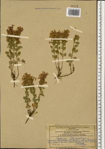 Teucrium chamaedrys L., Caucasus, Azerbaijan (K6) (Azerbaijan)