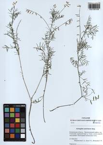 KUZ 000 638, Astragalus austriacus Jacq., Siberia, Altai & Sayany Mountains (S2) (Russia)