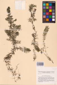 Ceratophyllum demersum L., Eastern Europe, North Ukrainian region (E11) (Ukraine)