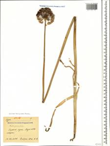 Allium decipiens subsp. quercetorum Seregin, Caucasus, Black Sea Shore (from Novorossiysk to Adler) (K3) (Russia)