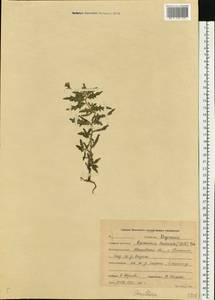Oenothera laciniata Hill, Eastern Europe, Central forest region (E5) (Russia)