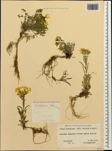 Erysimum ibericum (Adams) DC., Caucasus, North Ossetia, Ingushetia & Chechnya (K1c) (Russia)