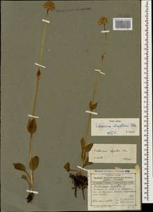 Valeriana alpestris Steven, Caucasus, Dagestan (K2) (Russia)