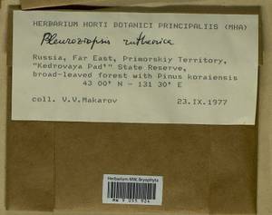 Pleuroziopsis ruthenica (Weinm.) Kindb. ex E. Britton, Bryophytes, Bryophytes - Russian Far East (excl. Chukotka & Kamchatka) (B20) (Russia)