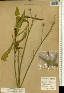 Lactuca inermis Forssk., Africa (AFR) (Mali)
