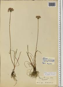 Allium angulosum L., Eastern Europe, Northern region (E1) (Russia)