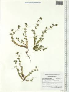 Sherardia arvensis L., Australia & Oceania (AUSTR) (New Zealand)