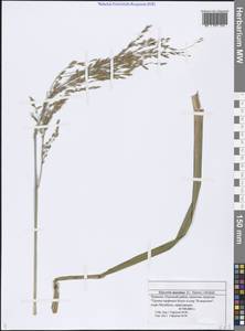 Glyceria maxima (Hartm.) Holmb., Eastern Europe, Middle Volga region (E8) (Russia)