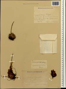 Sempervivum caucasicum Rupr. ex Boiss., Caucasus, Krasnodar Krai & Adygea (K1a) (Russia)
